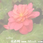 宁波镇海待宵花的花语