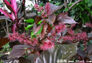 宁波镇海红桑花（铁苋菜）的花语