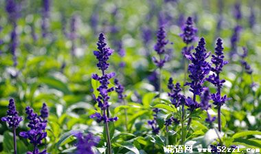 宁波镇海鼠尾草的花语