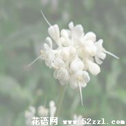 宁波镇海杜若花的花语