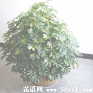 宁波镇海鹅掌柴的花语