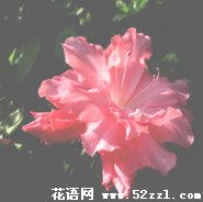 宁波镇海杜鹃花的花语