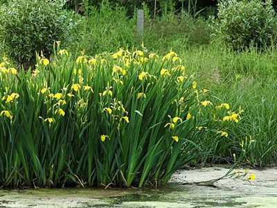 宁波镇海菖蒲花的花语