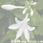 宁波镇海晚香玉（夜来香）的花语