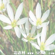 宁波镇海葱兰的花语