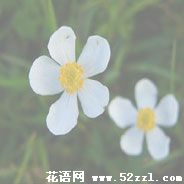 宁波镇海银莲花的花语