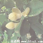 宁波镇海优昙花（山玉兰）的花语